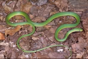 Rough Green Snake - North Carolina
